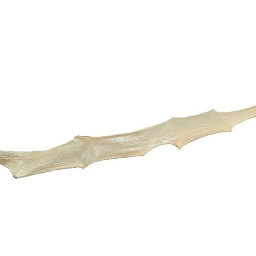 Shark Skin