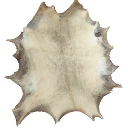 Rawhide Fallow Deer Hide