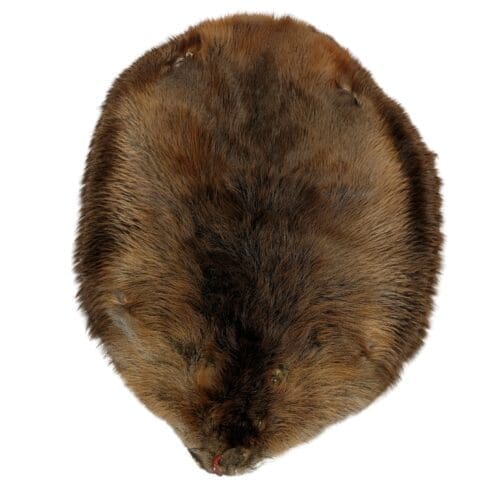 Beaver Fur