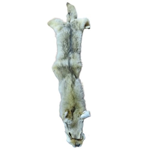 Coyote Fur Skin Taxidermy