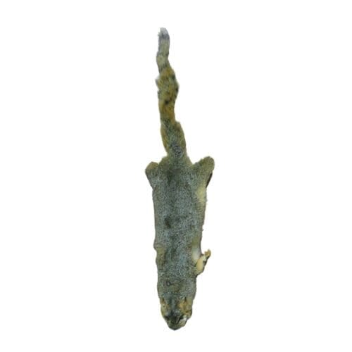 Squirrel Skin Fur Taxidermy