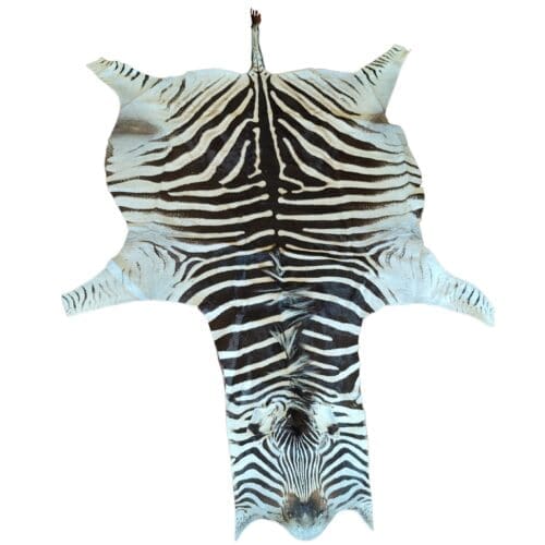 Zebra Burchel A Grade Skin