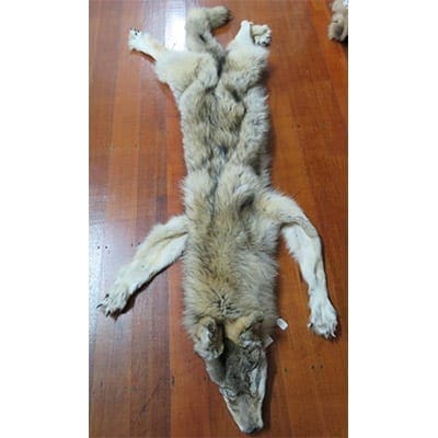 Timber Wolf