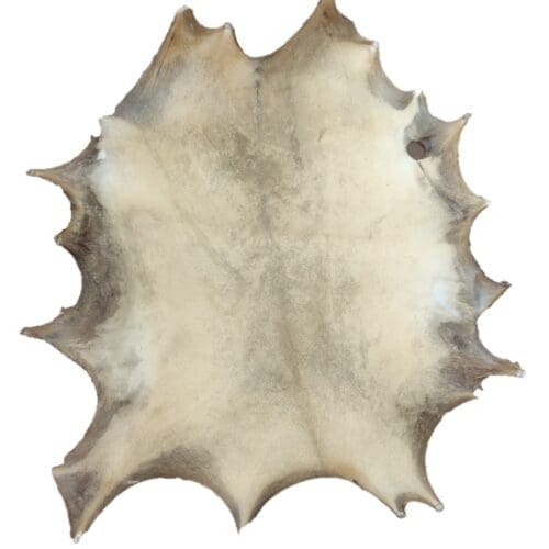 Rawhide Fallow Deer LARGE RARE