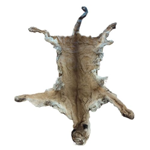 Cougar Skin