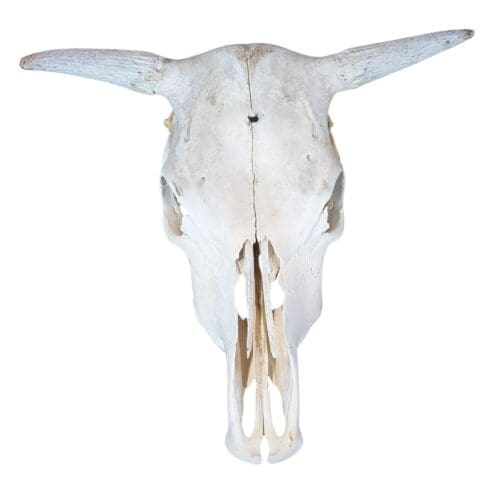 Cowhide Skull